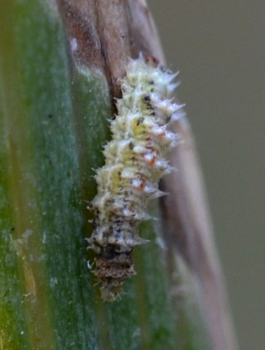 Larva di Coccinella ? (130)